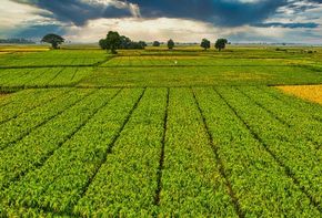 Crop Insurance